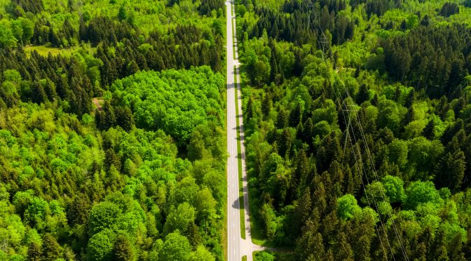 Wer braucht schon Wälder und warum stehen diese Bäume eigentlich den Autos im Weg?